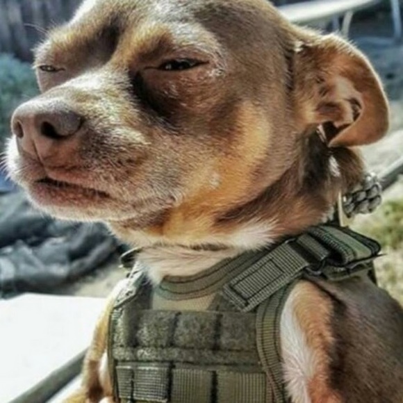 Meet your Posher, Andres - Picture 1 of 1